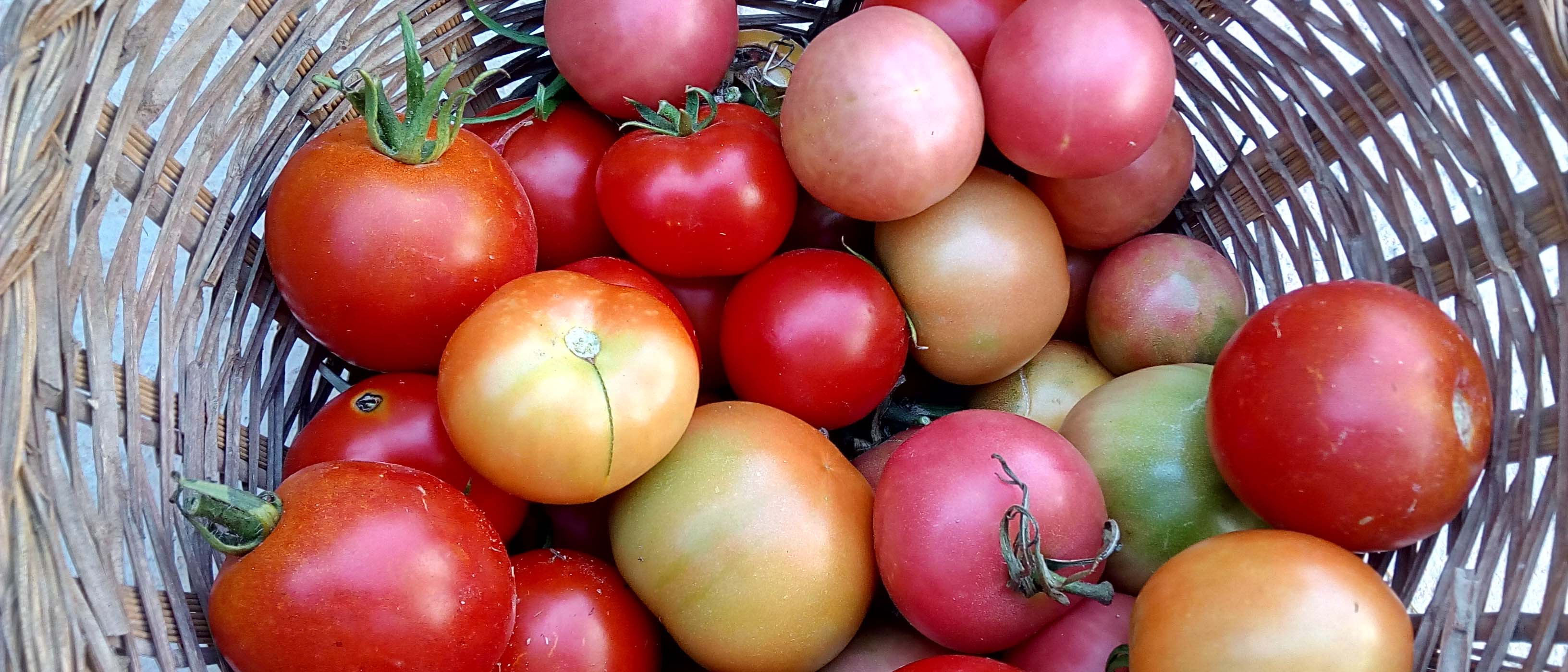 Dieta Mediterránea, ¿Qué es?